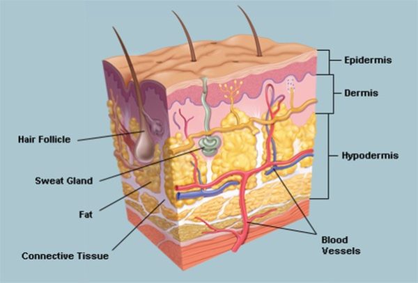 VTCT Level 3 Award in Anatomical and Physiological Knowledge of Body Systems - Image 4