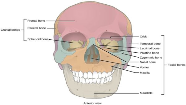 VTCT Level 3 Award in Anatomical and Physiological Knowledge of Body Systems - Image 3