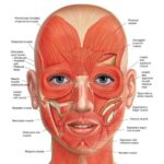 ONLINE Anatomy and Physiology Level 3 CPD