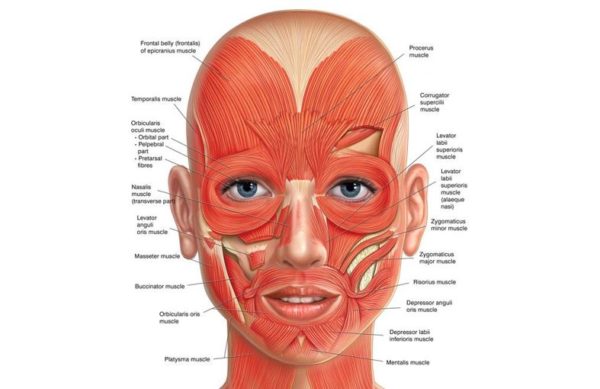 ONLINE Anatomy and Physiology Level 3 CPD